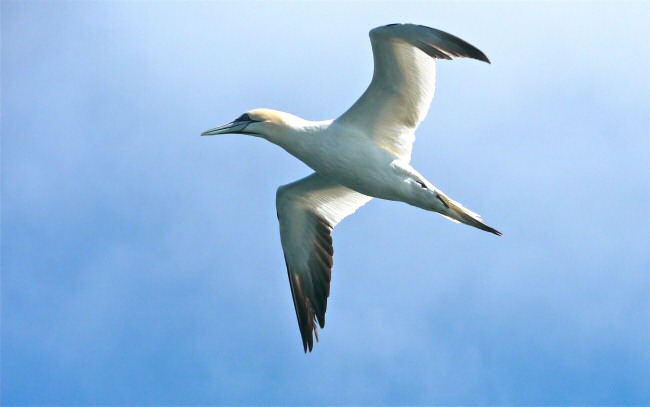 Gannet flying