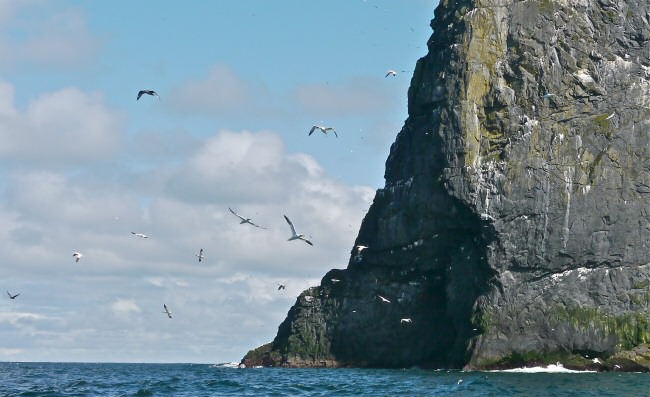 Gannets in flight. Boreray Island. St. Kilda