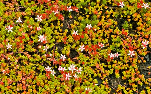 13Wildflowers