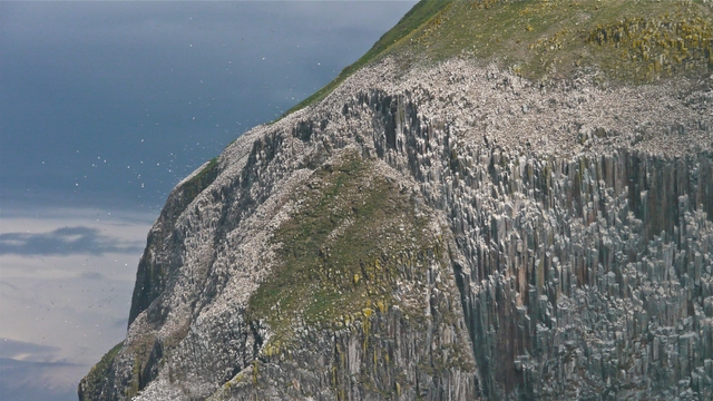 16Gannets