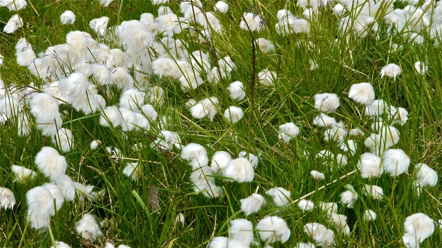 Cotton grass