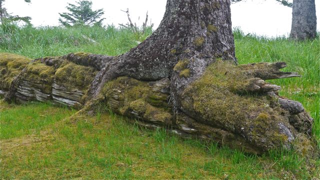 Tree engulfs decaying totem