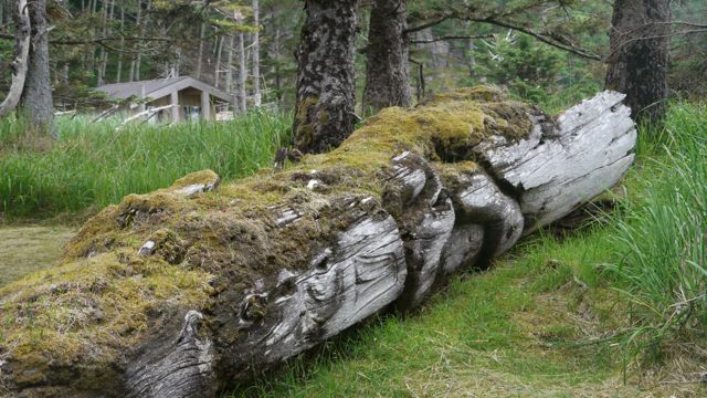 Decaying totem
