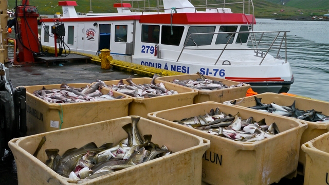 Fish beside fishing boat