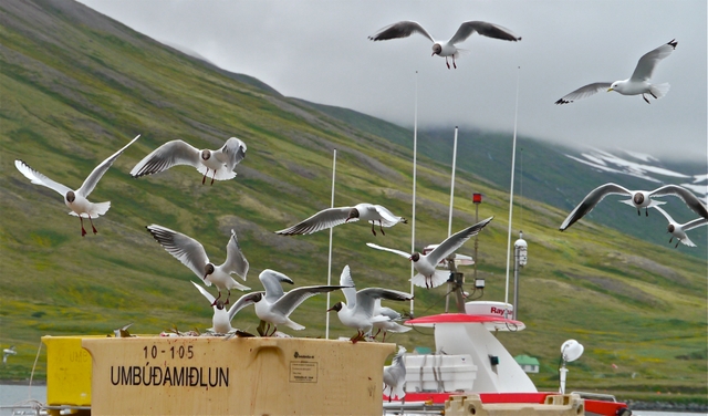 Gulls stealing fish