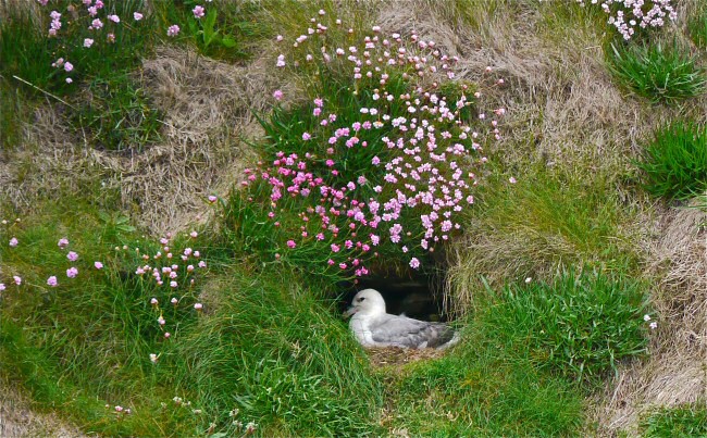 Fulmar with nest and Sea Pinks