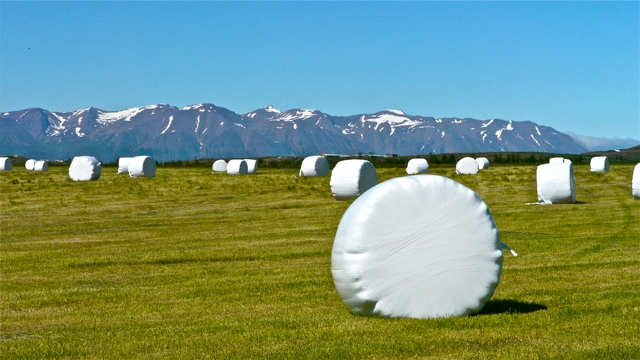 Hay marshmallows near Akureyri