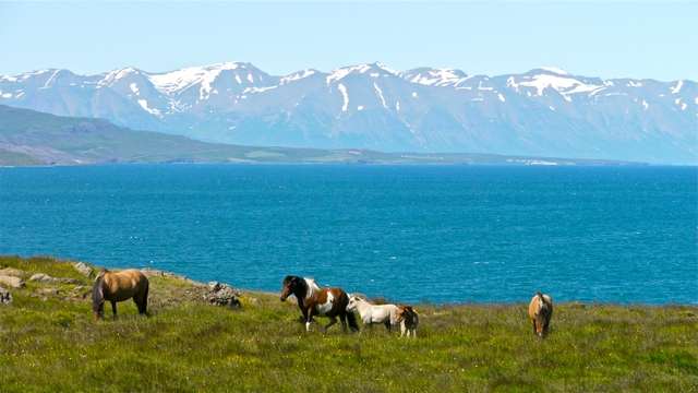 Icelandic horses and Eyjafjordur