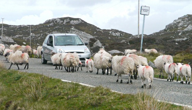 Sheep on road