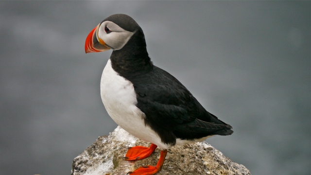 Puffin at Grimsey island