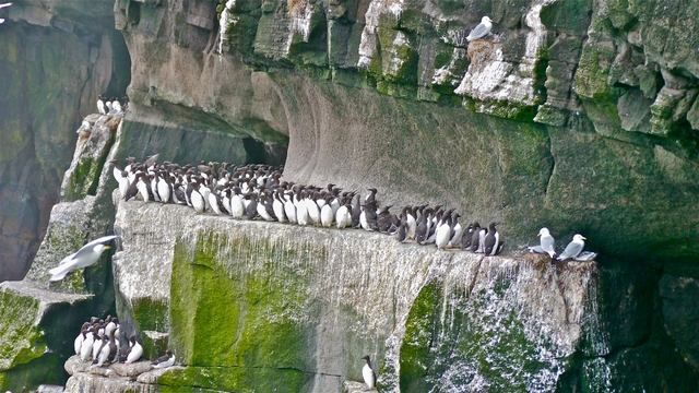 Guillemots and other birds at Grimsey Island