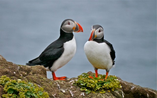 Puffins at Grimsey Island