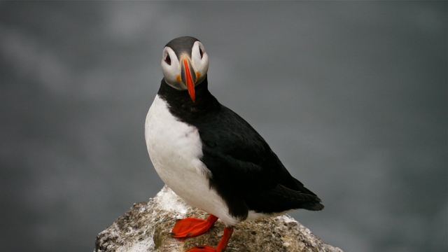 Puffin at Grimsey Island