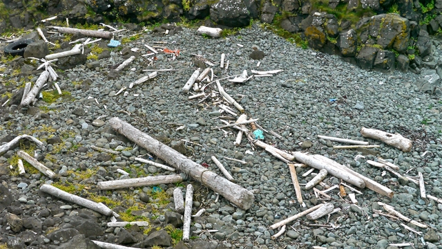 Driftwood from Russia via Polar ice