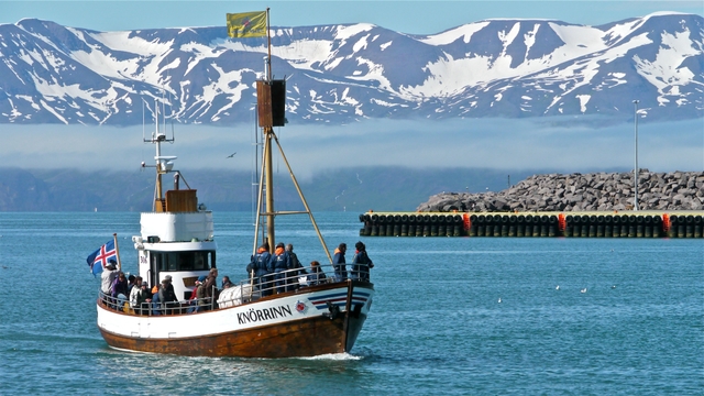 Whale watching boat in Husavik