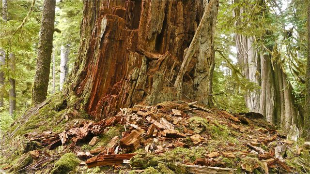 Decaying cedar