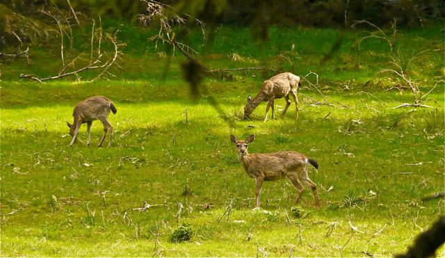 Deer at Windy Bay