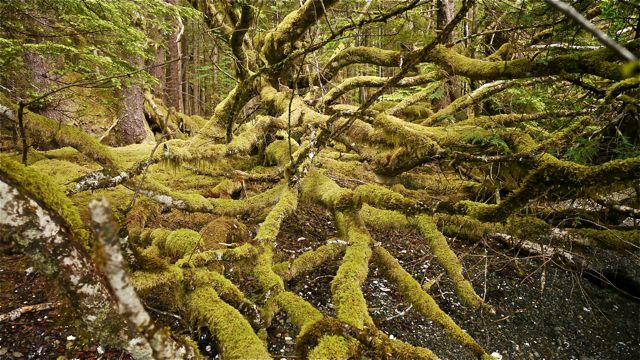 Mossy tangle