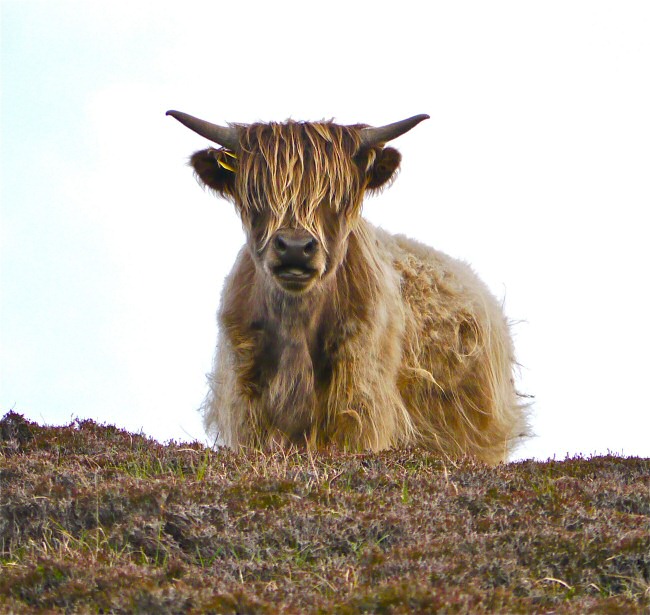 Highland cattle