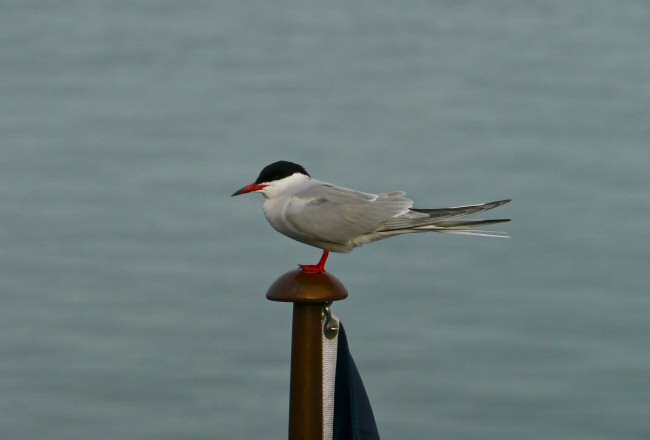 Common tern on Venture jack staff.