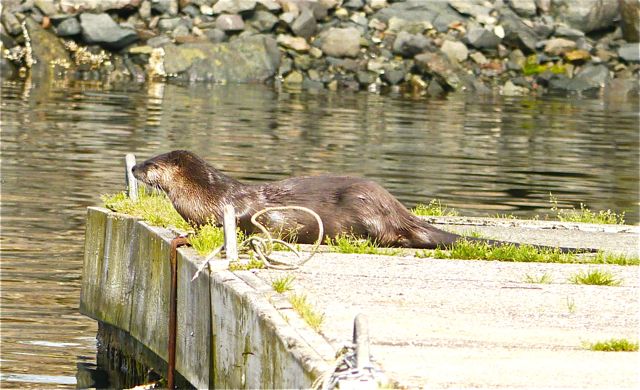 Otter at Port Hardy