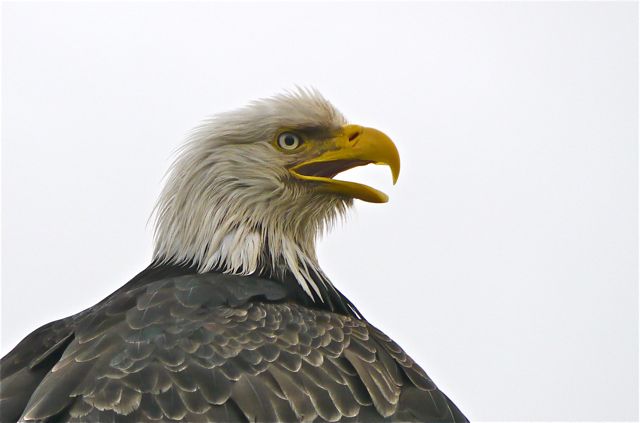 Mature Bald Eagle at Port Hardy