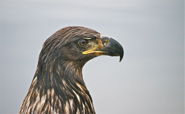 Immature Bald Eagle