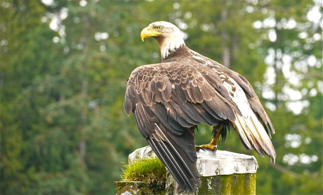 Bald Eagle at Port Hardy