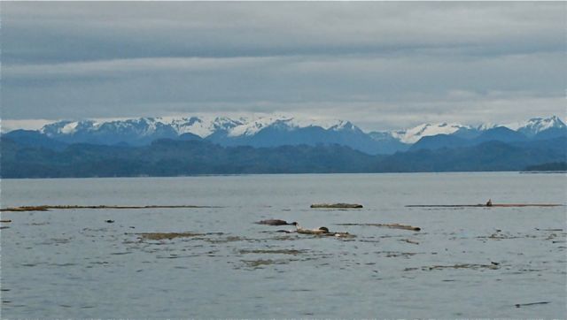 Logs at tide line