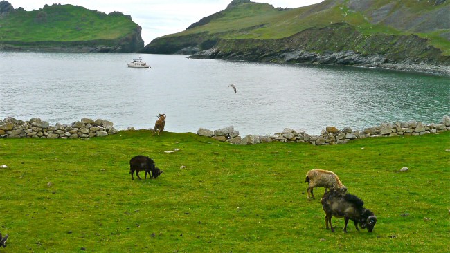 Soay sheep with Venture in Village Bay