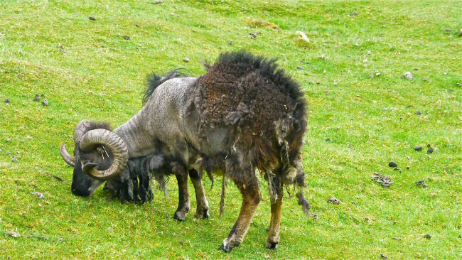 Soay sheep shedding coat