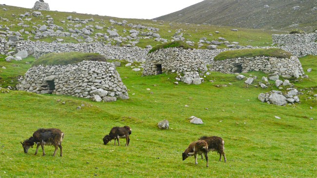 Soay sheep with cleits