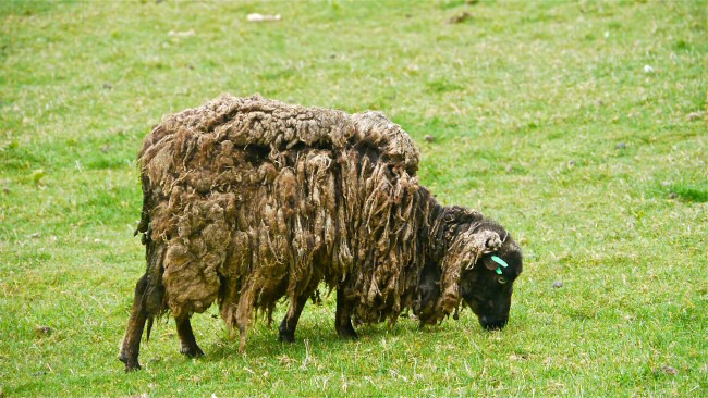 Soay sheep