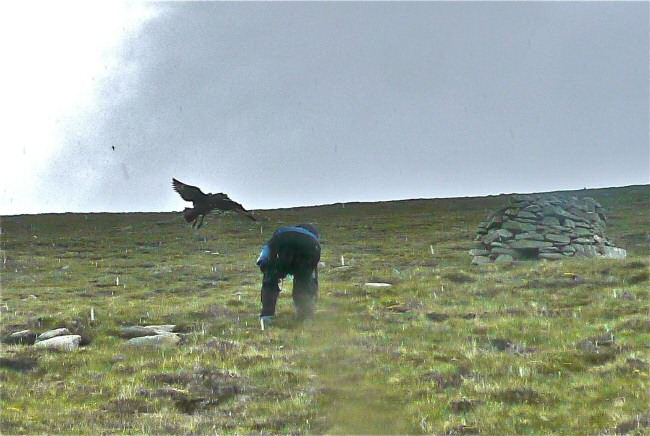 Christine ducking from skua dive bombing