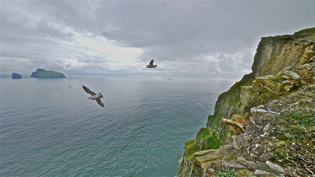 Fulmars flying off cliffs
