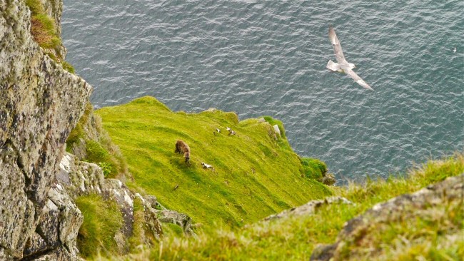 Soay sheep grazing on cliff