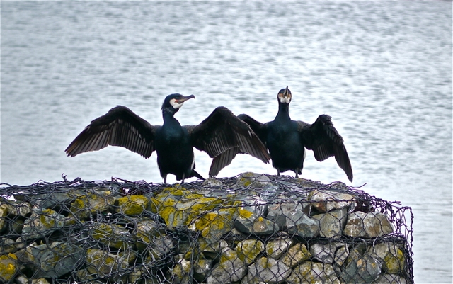 Cormorants at Howth marina
