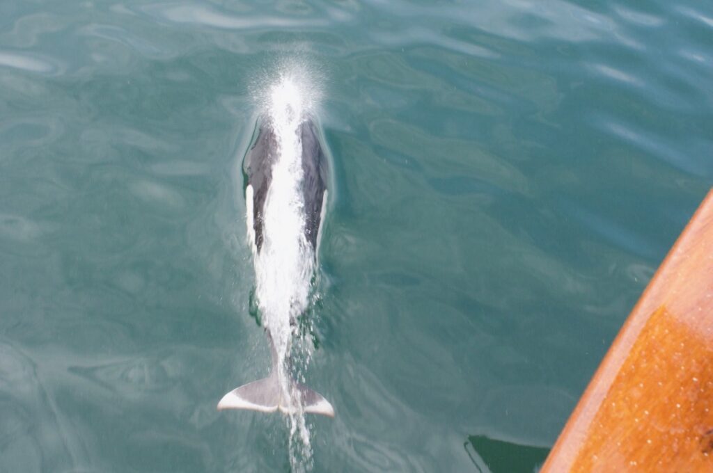 Dolphin On Bow