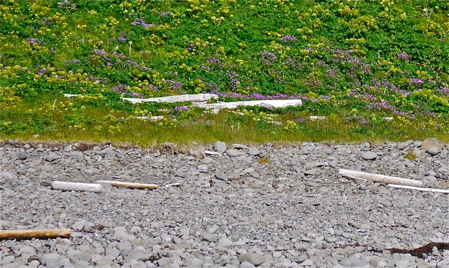 Drift wood from Siberia on beach at Hornvik