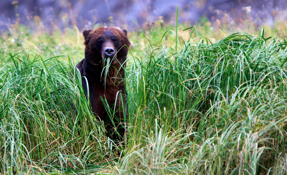grizzly bear at muscle inlet