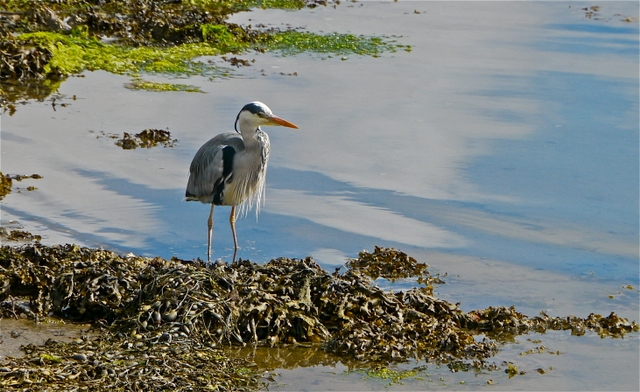 Heron at Ardfern