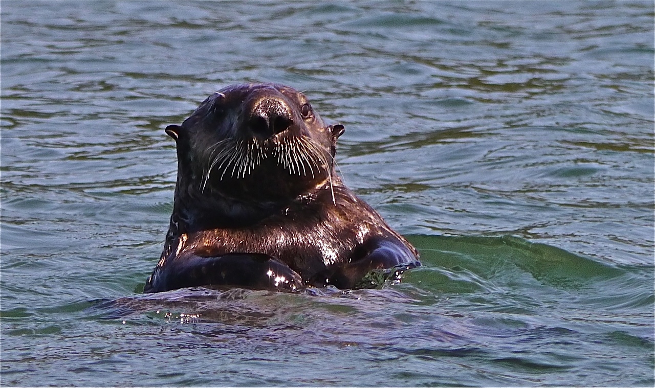 Curious Otter