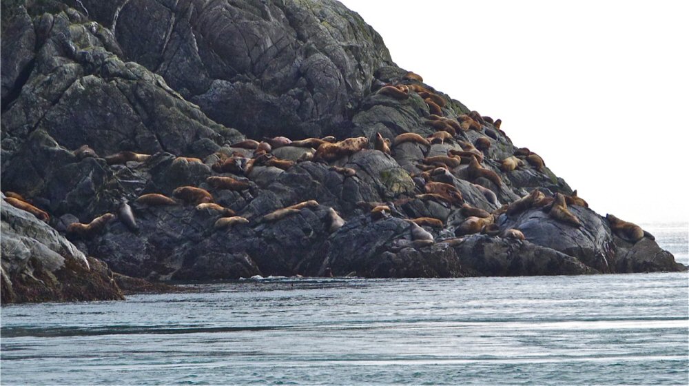 Sea lions at Cape Spencer