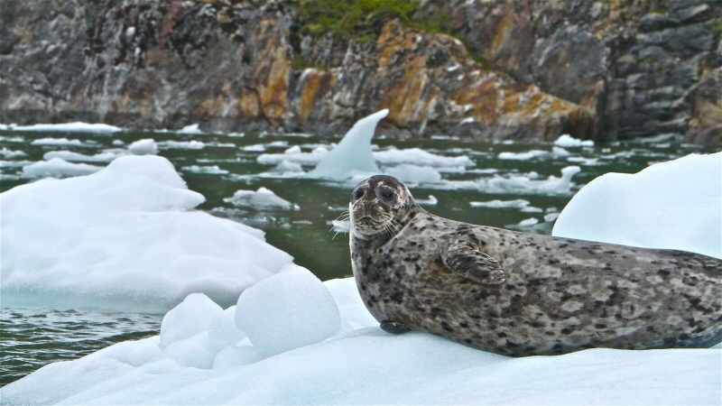 Harbor seal, Tracy Arm