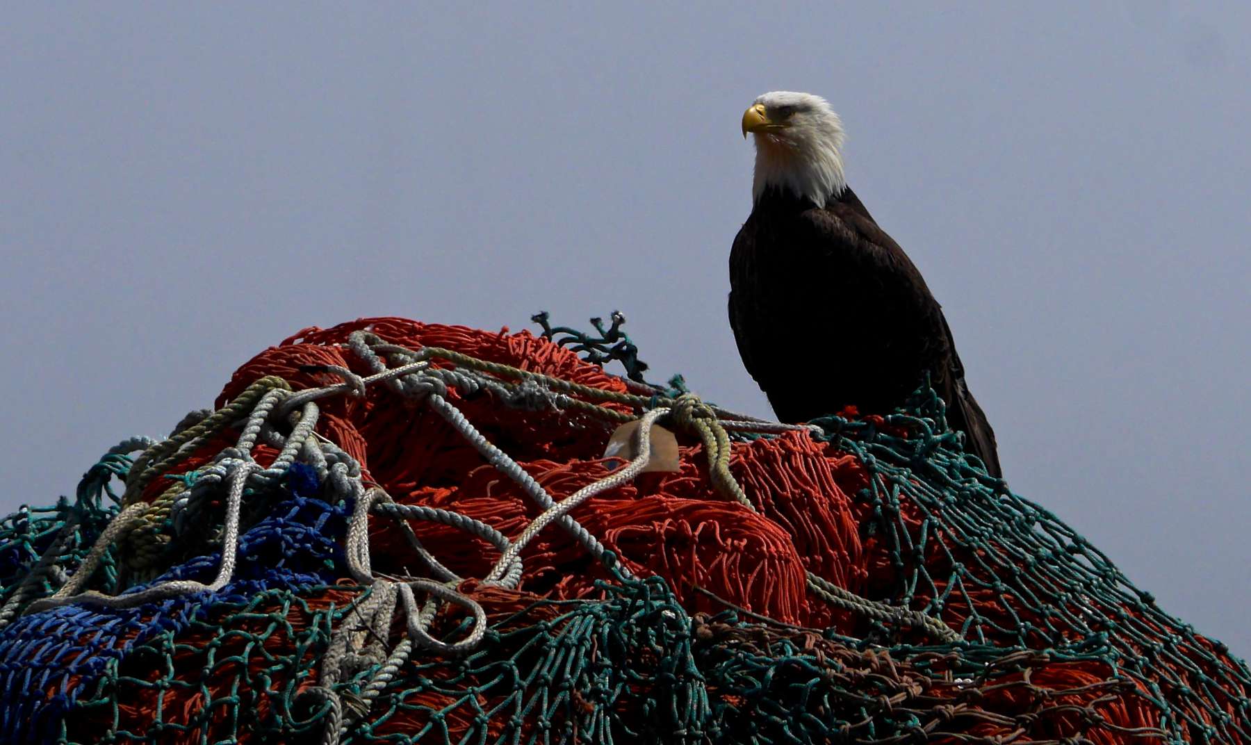 Eagles are everywhere