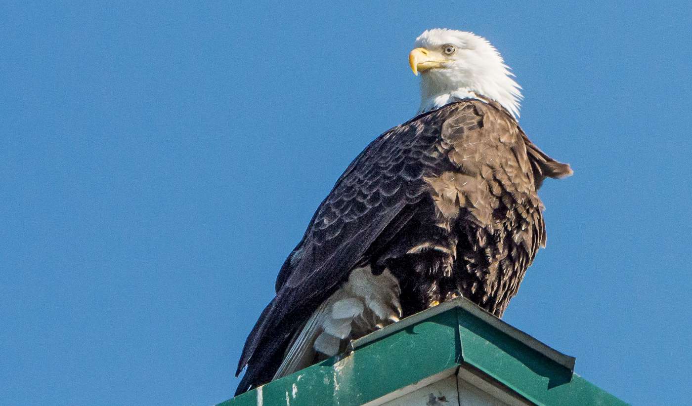 Bald Eagle