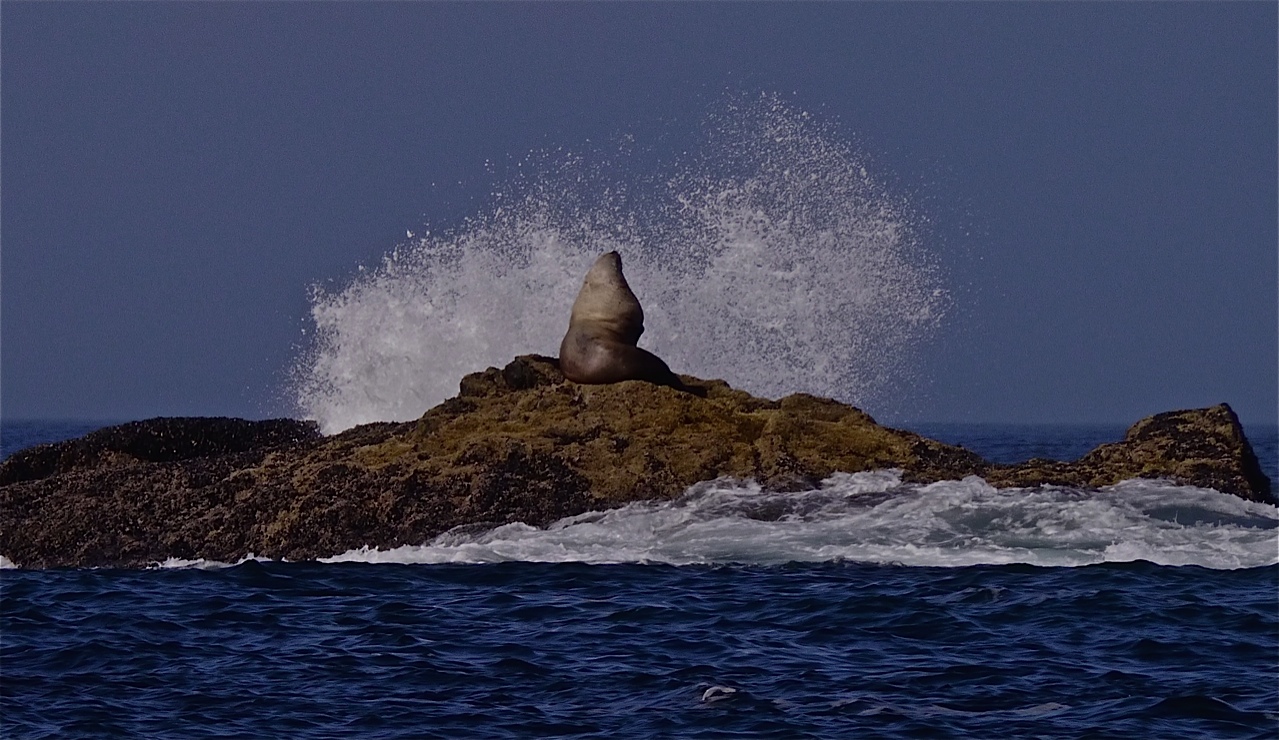 Male Stellar sea lion