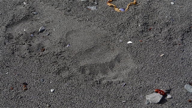 Bear print Lituya Bay