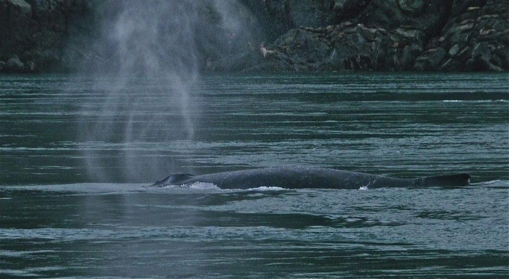 Humpback whale