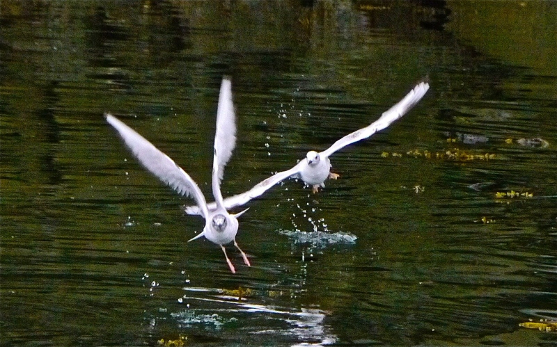 Napolean Gulls Juneau